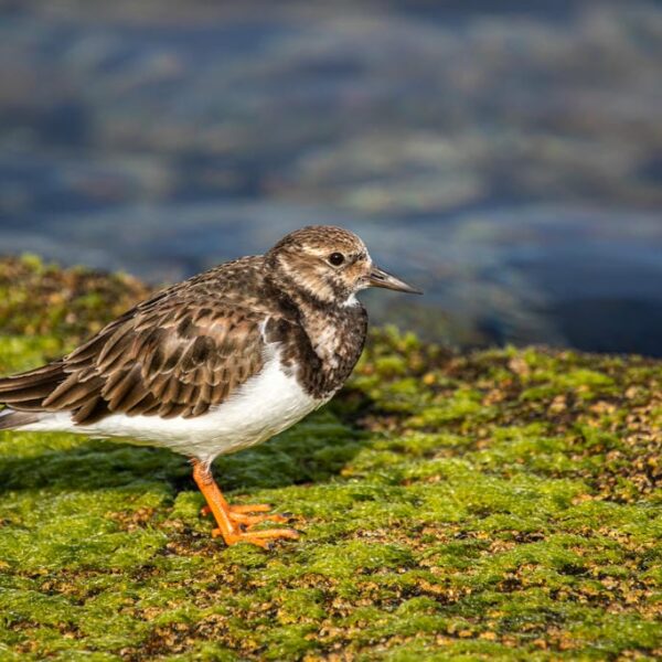 Kanaari saared ruudi kivinurm 119