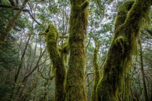 Kanaari saared ruudi kivinurm 66