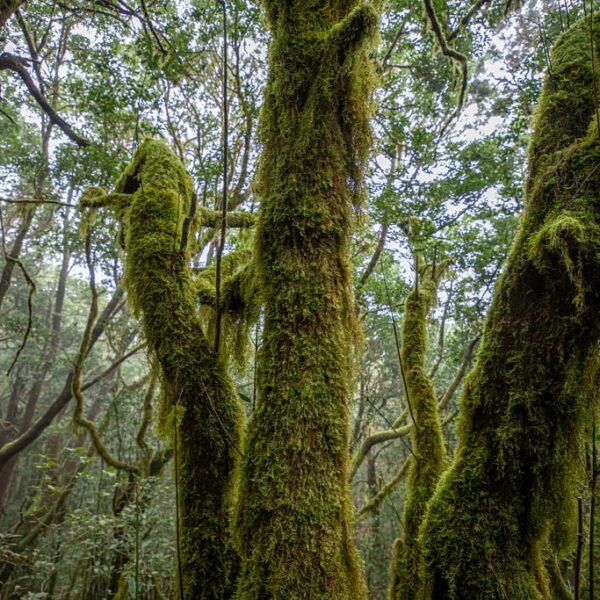 Kanaari saared ruudi kivinurm 66