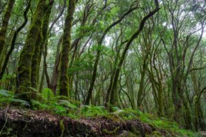 Kanaari saared ruudi kivinurm 67