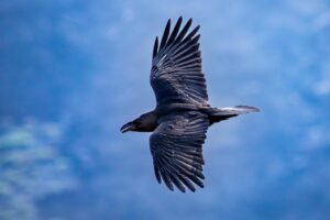 Kanaari saared ruudi kivinurm 69