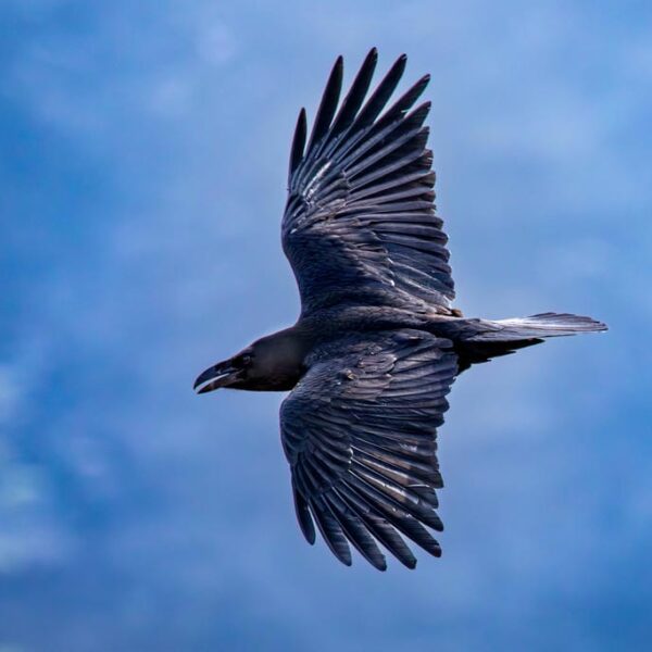 Kanaari saared ruudi kivinurm 69