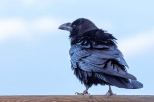 Kanaari saared ruudi kivinurm 70