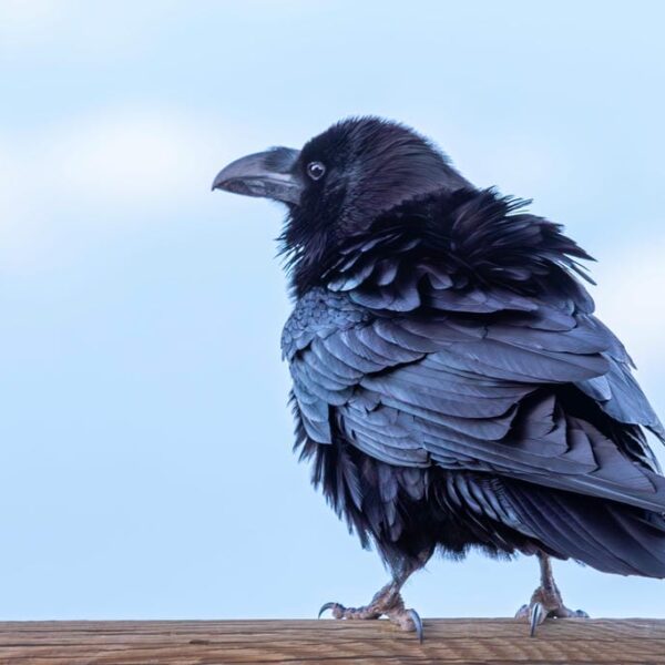 Kanaari saared ruudi kivinurm 70