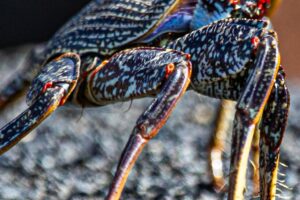 Kanaari saared ruudi kivinurm 71