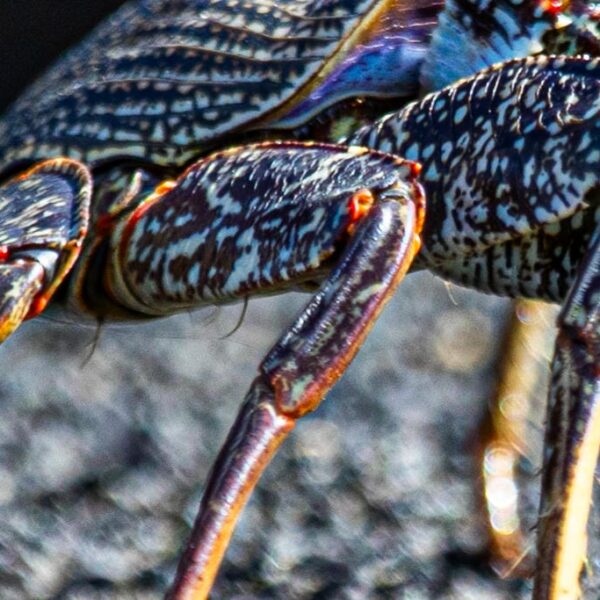 Kanaari saared ruudi kivinurm 71