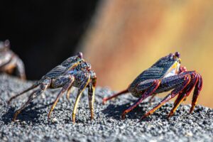 Kanaari saared ruudi kivinurm 72