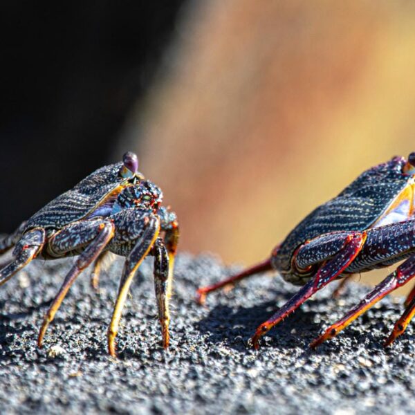 Kanaari saared ruudi kivinurm 72