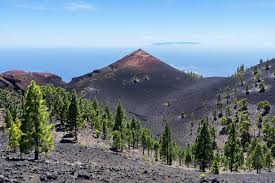 KANAARID | KANAARI SAARED