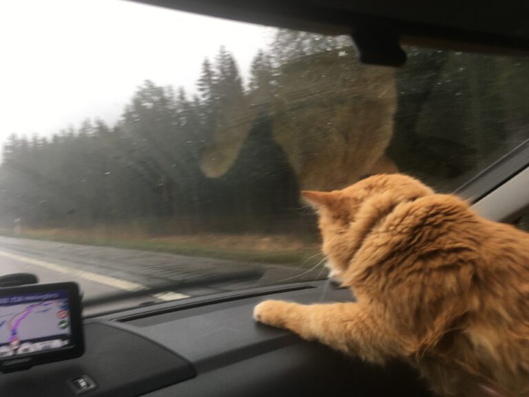 Laevaga tenerife saaremaa 10