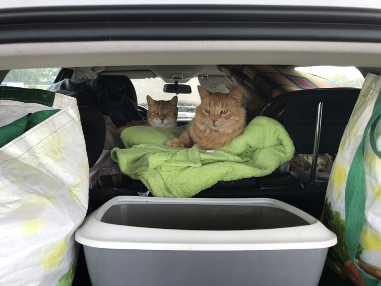 Laevaga tenerife saaremaa 4