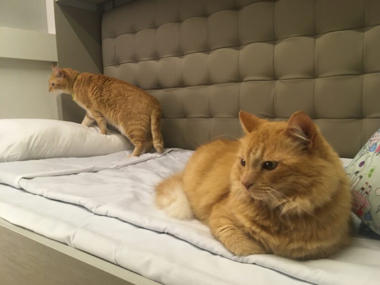 Laevaga tenerife saaremaa 5