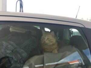 Laevaga tenerife saaremaa 8