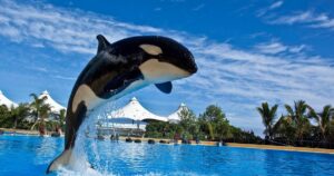 Loro Park Tenerife – papagoid, orkas ja eksootiline loomapark Puerto de la Cruzis