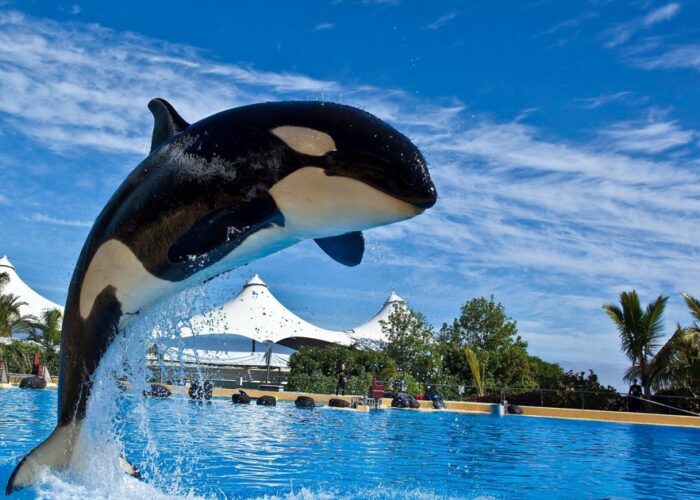 Loro Park Tenerife – papagoid, orkas ja eksootiline loomapark Puerto de la Cruzis