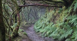 Matk La Laguna linnast loorberimetsa Tenerifel – UNESCO maailmapärandi loodusrada