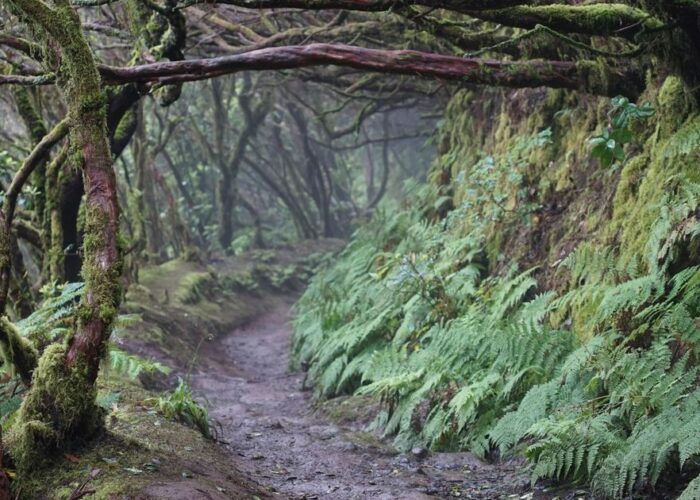 Matk La Laguna linnast loorberimetsa Tenerifel – UNESCO maailmapärandi loodusrada