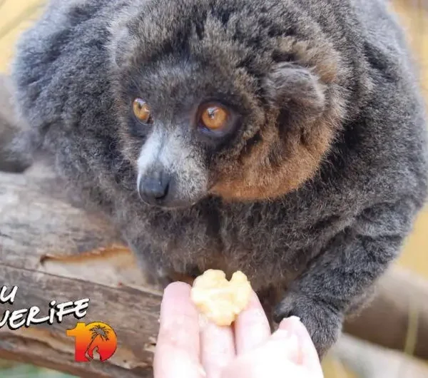 Minu Tenerife loomapilt, sõbralik loom ja maapähklit söömas.