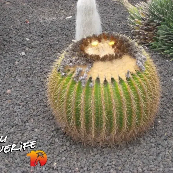 Kaug- ja lähemalt: Minu Tenerife kaktus, mis näeb välja nagu väike loom või olend.