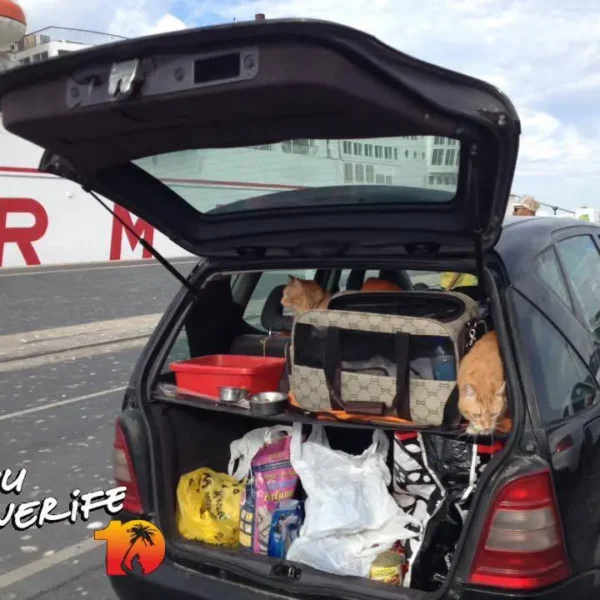 Auto avatud pagasiruas, täis reisivarustust ja koeri, ideaalne Tenerife avastamiseks.