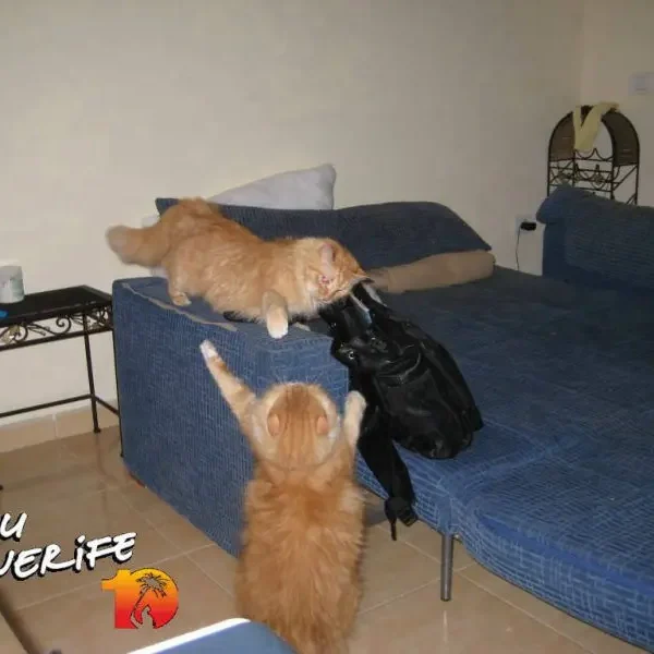 Kaks kassi mängivad ja uurivad diivani peal Tenerife Minu kodus.