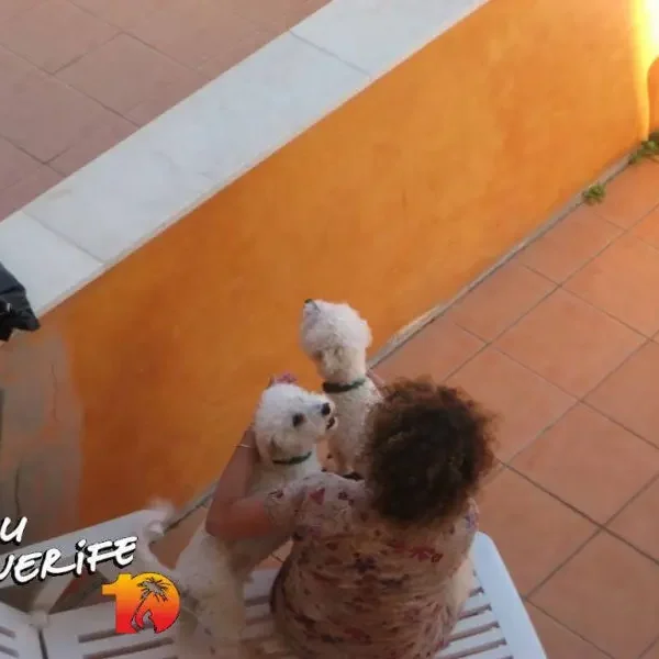 Laps mängib koertega terrassil Tenerife saarel, päikesepaistelisel päeval.