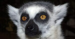 Ahvipark Tenerifel – kohtumised eksootilistega primaatidega looduslähedases pargis