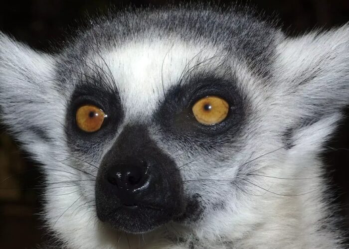 Ahvipark Tenerifel – kohtumised eksootilistega primaatidega looduslähedases pargis