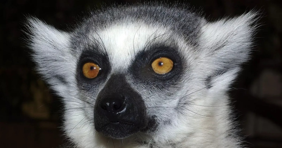 Monkey park - AHVIPARK | PILETID | LOOMAPARK TENERIFEL