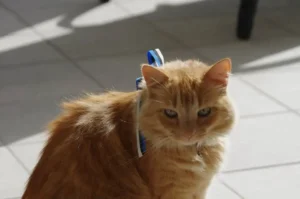 Kena kass istub päikesepaistelisel terrassil Tenerife saarel, rõõmsameelne ja rahulik loom.