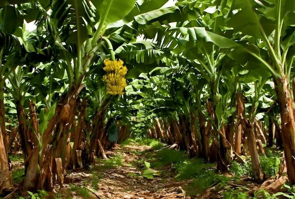 Banaanituur ja Guia de Isora linnaekskursioon