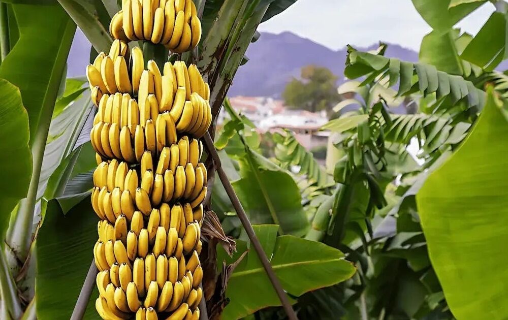 Banaanituur ja Guia de Isora linnaekskursioon