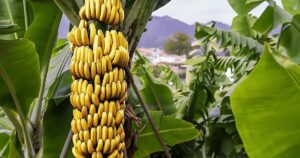 Banaanituur ja Guia de Isora linnaekskursioon