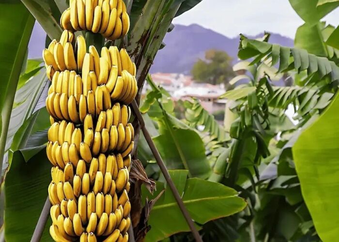 Banaanituur ja Guia de Isora linnaekskursioon