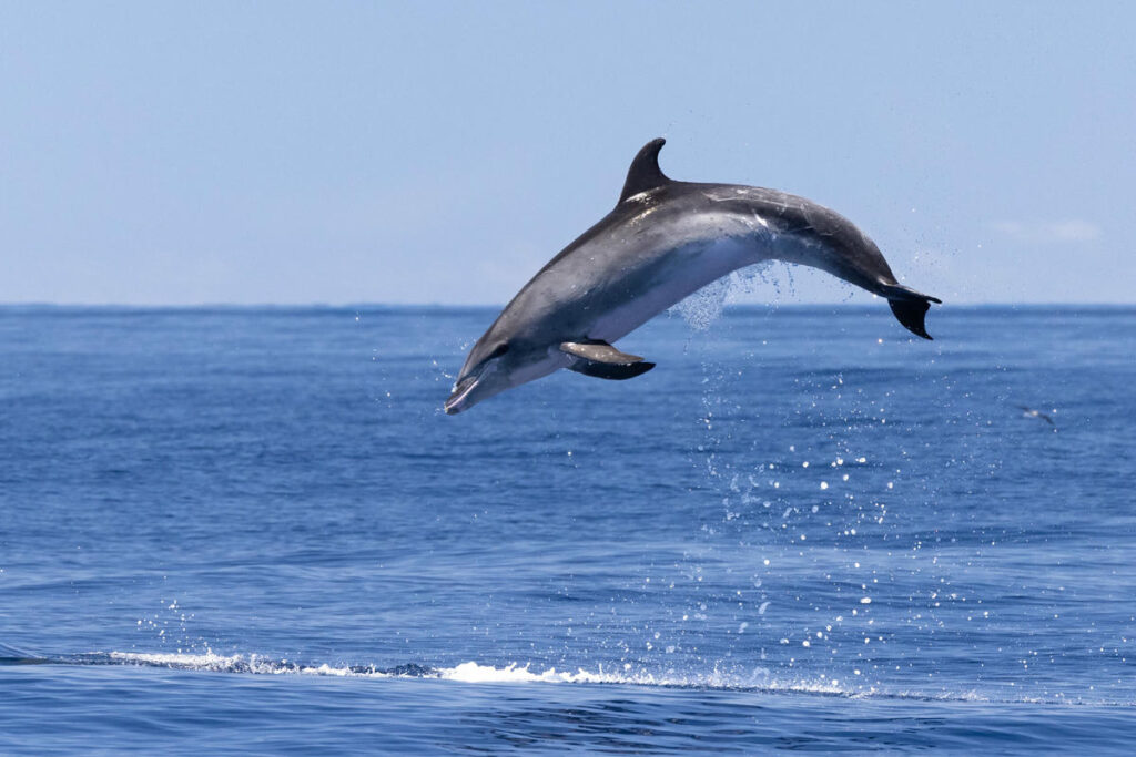 Bottlenose Dolphin ehk afaliin (Tursiops truncatus) Tenerifel