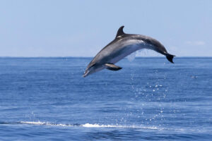 Bottlenose Dolphin ehk afaliin (Tursiops truncatus) Tenerifel