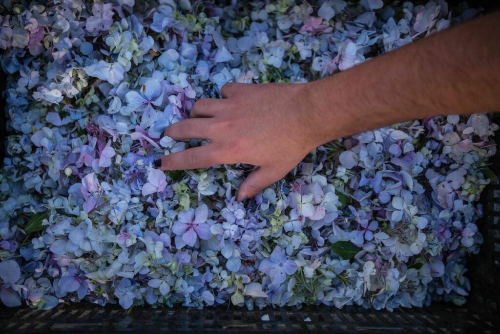 Eriekskursioon La Orotavasse vaatama lille- ja liivavaipu