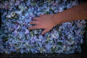 Eriekskursioon La Orotavasse vaatama lille- ja liivavaipu