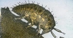 2025.aastal avastati Tenerife viinamägedel esmakordselt kogu ajaloo jooksul pisike juuretäi Filoksera (Daktulosphaira vitifoliae), mis ohustab tõsiselt saare sajandite vanuseid pookimata viinapuid