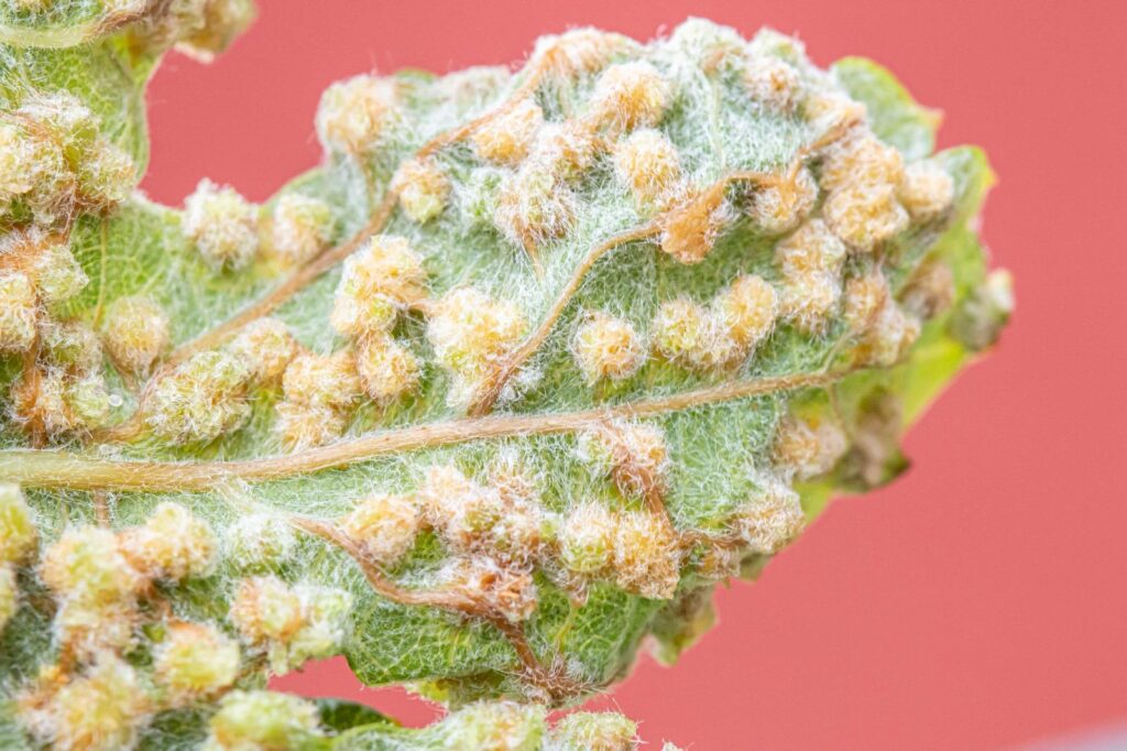 2025.aastal avastati Tenerife viinamägedel esmakordselt kogu ajaloo jooksul pisike juuretäi Filoksera (Daktulosphaira vitifoliae), mis ohustab tõsiselt saare sajandite vanuseid pookimata viinapuid