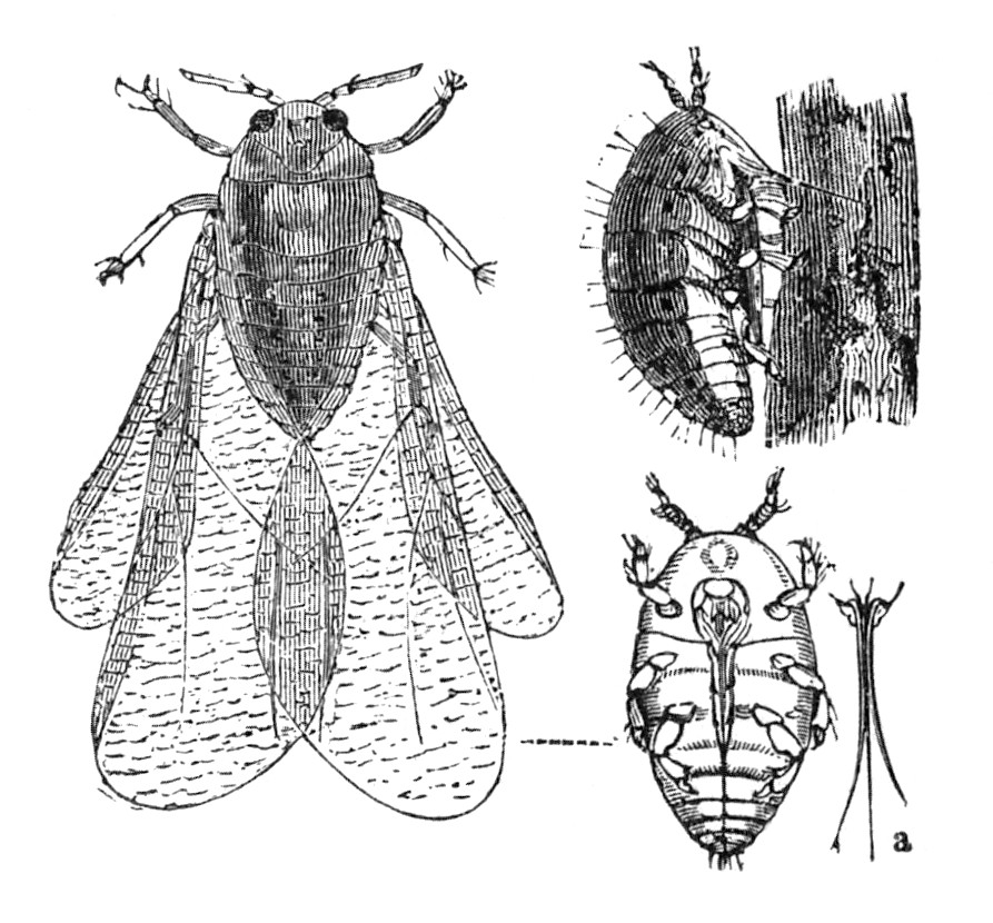 2025.aastal avastati Tenerife viinamägedel esmakordselt kogu ajaloo jooksul pisike juuretäi Filoksera (Daktulosphaira vitifoliae), mis ohustab tõsiselt saare sajandite vanuseid pookimata viinapuid