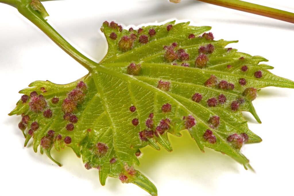 2025.aastal avastati Tenerife viinamägedel esmakordselt kogu ajaloo jooksul pisike juuretäi Filoksera (Daktulosphaira vitifoliae), mis ohustab tõsiselt saare sajandite vanuseid pookimata viinapuid