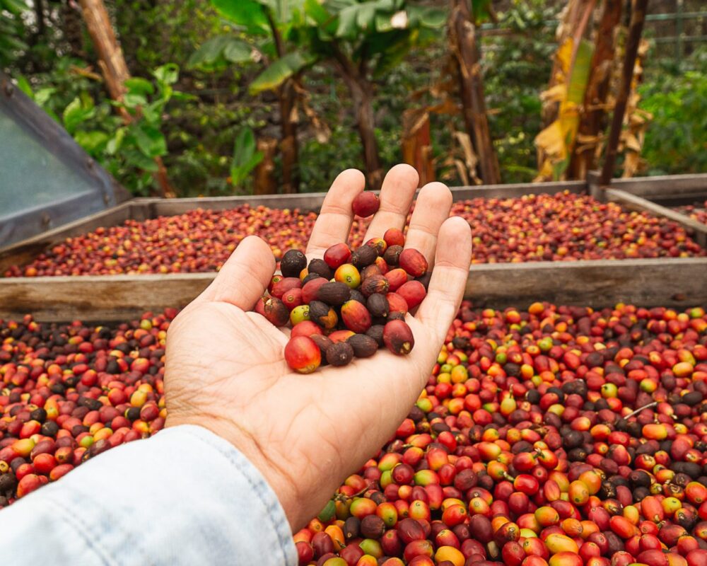 Agaete org Gran Canaria, ainus paik Euroopas, kus kasvatatakse kohvi kaubanduslikult, Arabica Typica