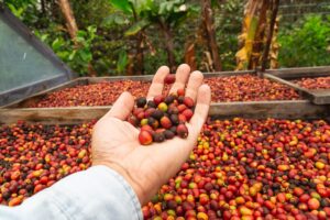Agaete org Gran Canaria, ainus paik Euroopas, kus kasvatatakse kohvi kaubanduslikult, Arabica Typica