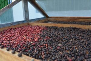 Agaete org Gran Canaria, ainus paik Euroopas, kus kasvatatakse kohvi kaubanduslikult, Arabica Typica