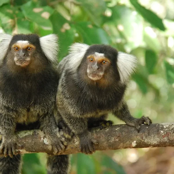 Linnud, loomad ja roomajad Jungle pargis Tenerifel