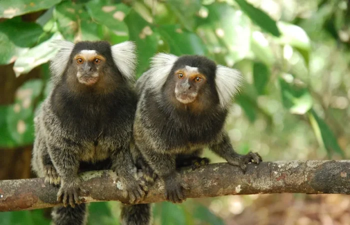 Linnud, loomad ja roomajad Jungle pargis Tenerifel