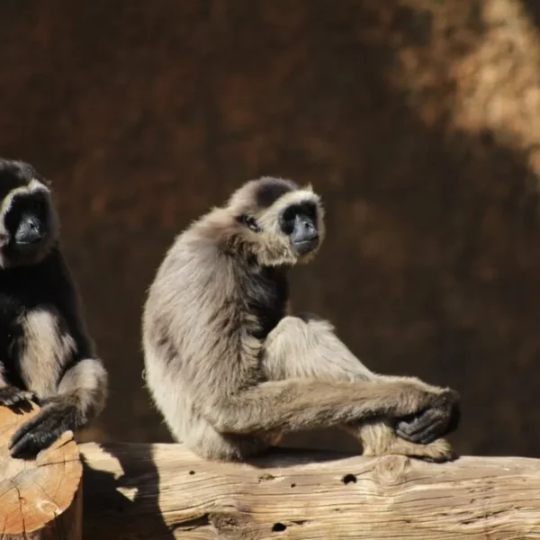 Linnud, loomad ja roomajad Jungle pargis Tenerifel