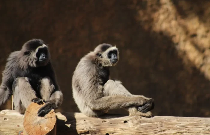 Linnud, loomad ja roomajad Jungle pargis Tenerifel