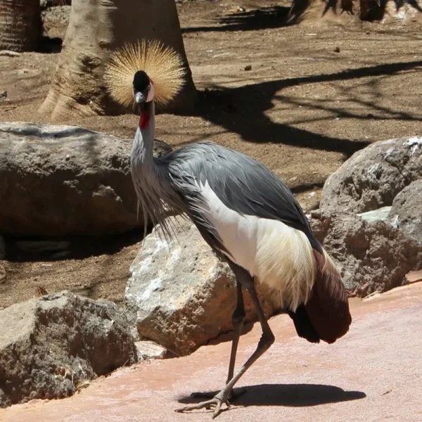 Linnud, loomad ja roomajad Jungle pargis Tenerifel